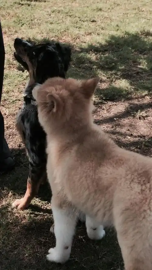 dog boarding, boarding kennels, cat boarding kennel, dog