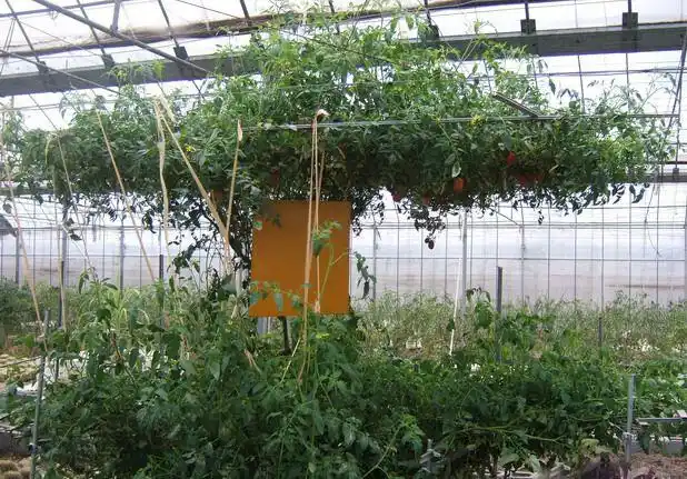 妹子种得巨型辣椒树.妹子真是啥都喜欢大的啊,巨型的啊.