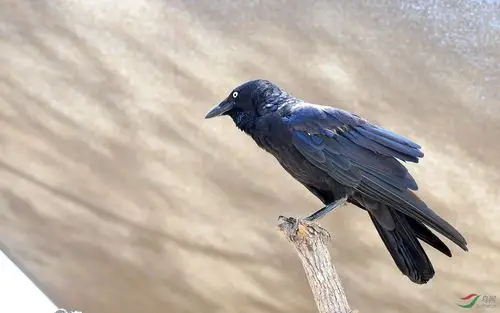 乌鸦虽丑,实为益鸟!请勿以颜质高低论美丑!此鸟拍摄于澳大利亚!