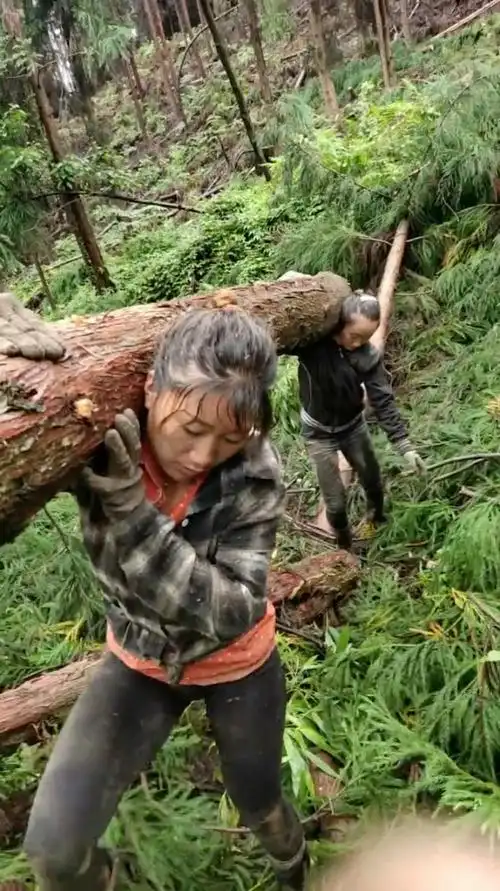 最近实在是太累了,只好两个人抬一根木头下山