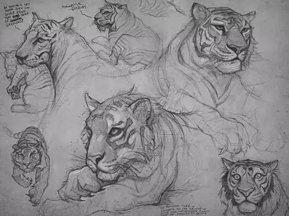 画虎虎的结构速写