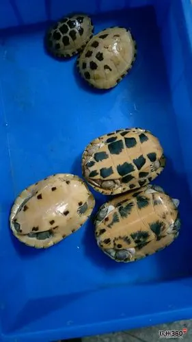 大量收购石龟苗各种龟苗,有货联系上门收购18076660882杜生微信同步