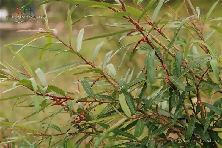 p>水柳属(学名:homonoia lour.