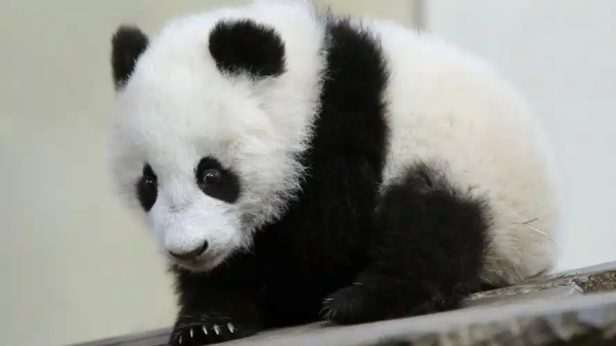 熊猫壁纸28