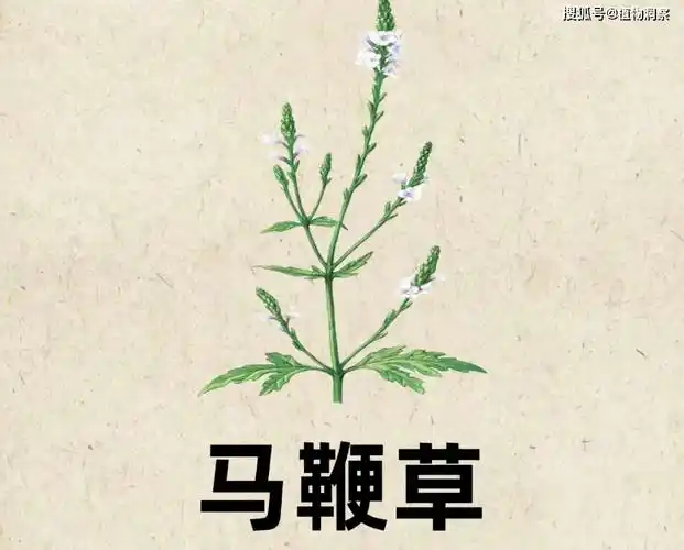 马鞭草,又称凤颈草,铁马鞭,有4大作用,价值极高,农民朋友要了解!