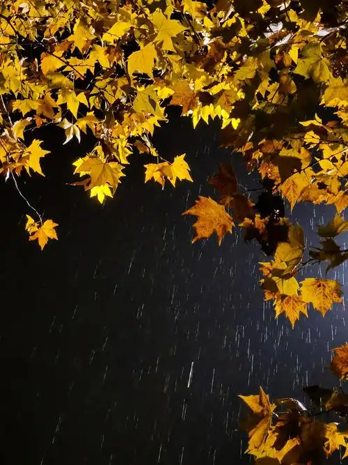 下雨的夜和梧桐树