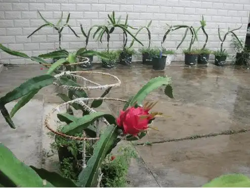 火龙果盆栽种植方法?知道了这些方法自己在家就能种植火龙果了!