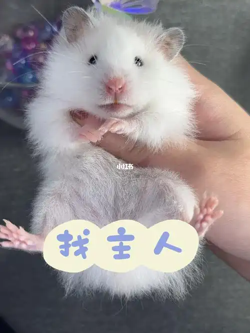 一个月长毛黄波利金丝熊妹妹,99出#金丝熊  #仓鼠  #上海金丝熊