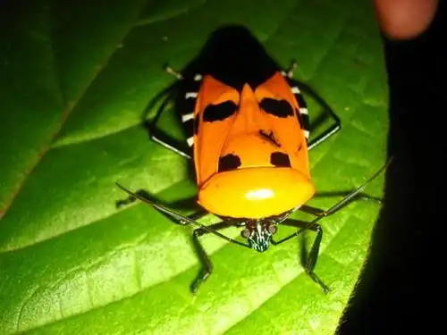 福冈将举办昆虫标本展 "人面蝽"将亮相_首页国际