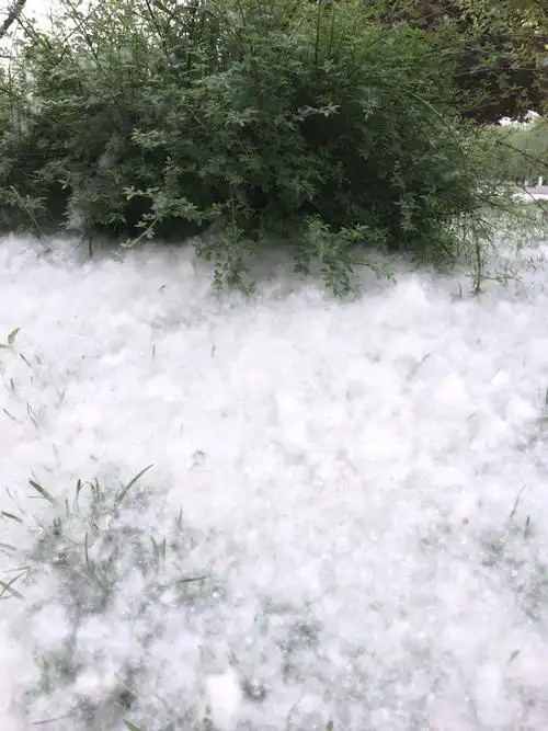 柳絮飘洒,四月飞雪