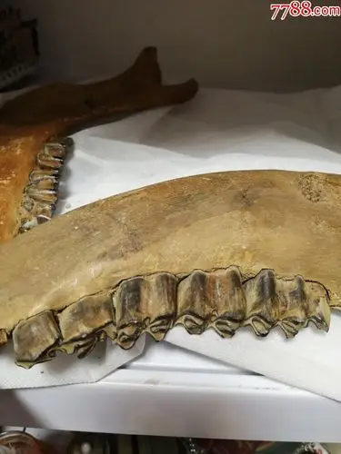 猛犸牙化石一对