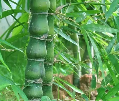 赏竹悦目,知竹常乐