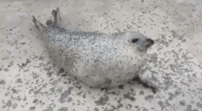 400_221gif 动态图 动图