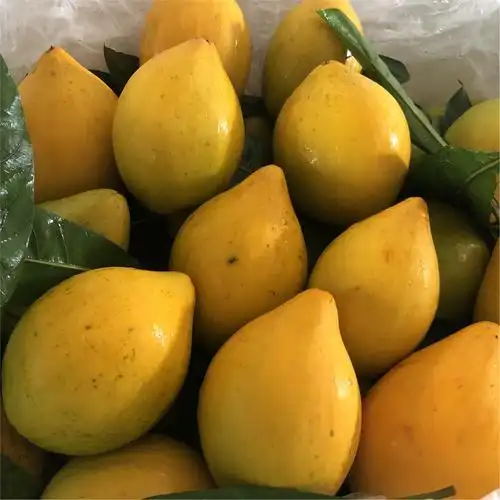 海南鸡蛋果 新鲜蛋黄果大果热带当季孕妇净果3斤三亚特产稀有水果