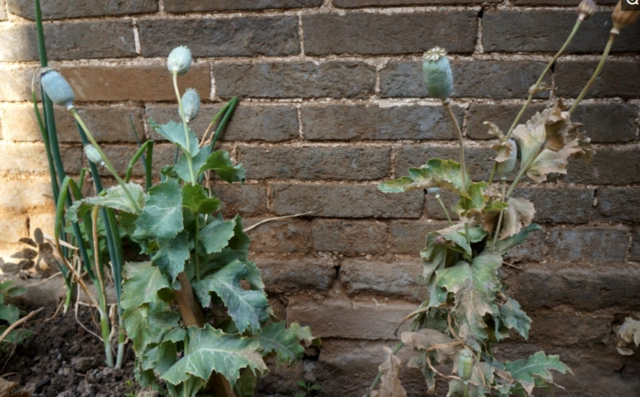 可以通称罂粟属的近180种植物,也就是我们通常说的鸦片.
