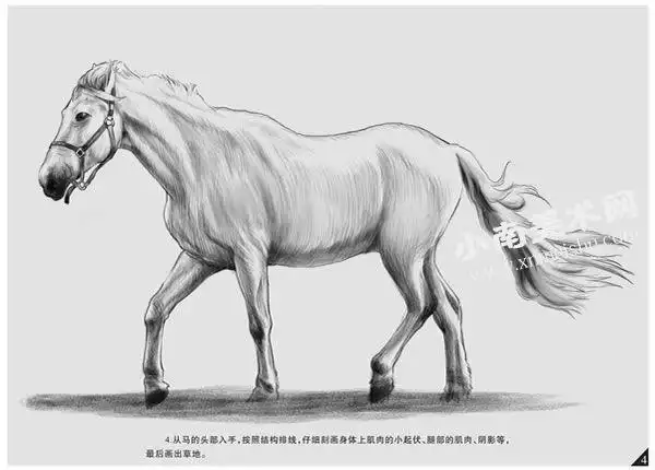 马的素描画法步骤图示解析,素描马的绘制步骤