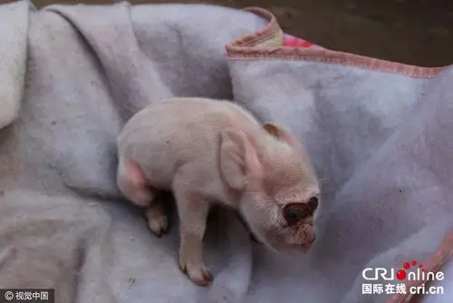 母猪生下猴宝宝猪身猴脸好奇怪组图