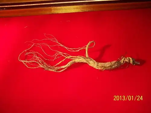 长白山千年老人参[野山参]出售