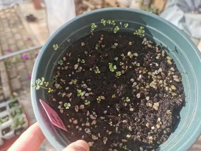 酢浆草种植之发芽长大啦