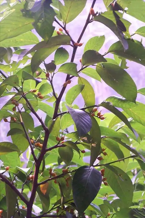 p>白颜树(学名: i>gironniera subaequalis /i> planch.