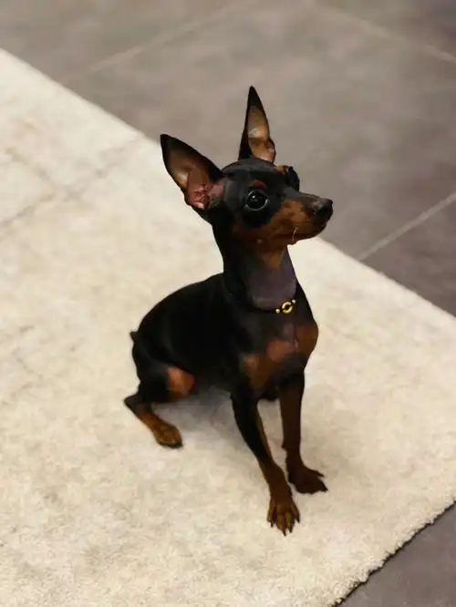 小鹿犬之家欢迎大家