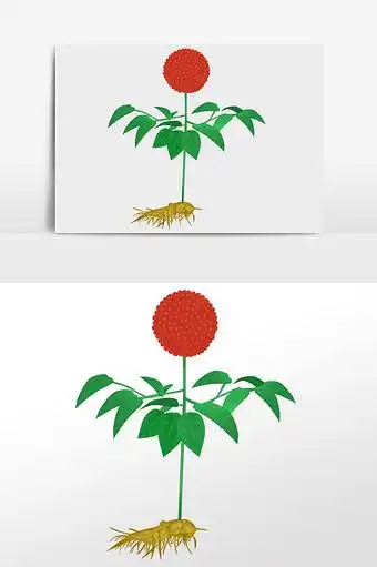 新鲜中药材三七插画