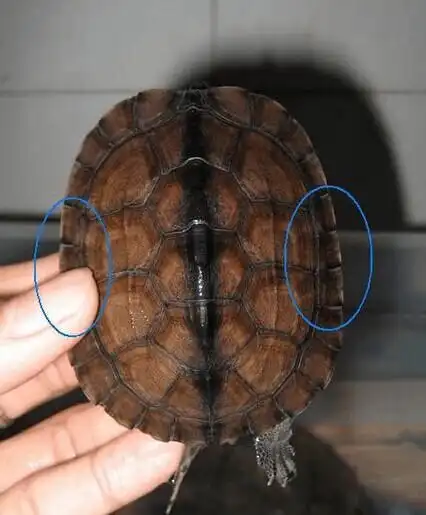 (上图:典型南种石龟背甲,蓝色区域的缘盾从上面俯视是不是一清二楚,都