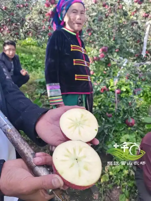 2021年云南丽江宁蒗的糖心丑苹果已经上市