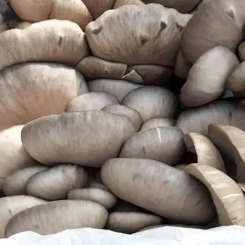 普通平菇 4cm~6cm