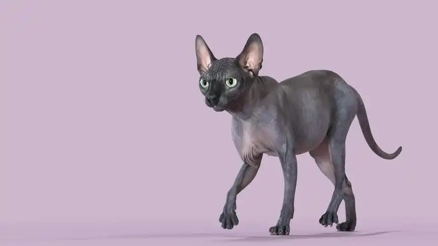 斯芬克斯猫黑色动画3d模型
