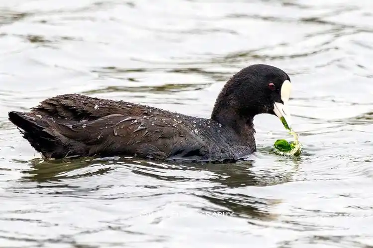 每日一鸟36eurasiancoot骨顶鸡