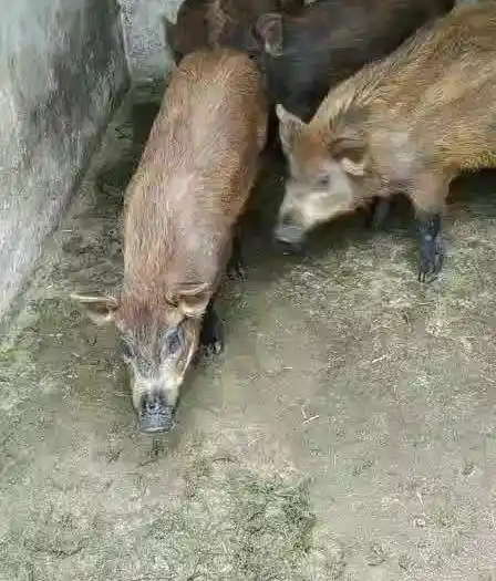 土杂猪 放养杂交猪