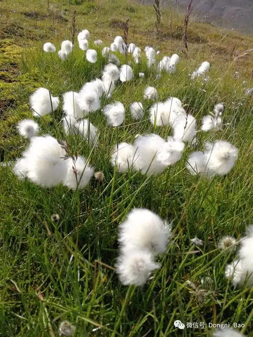 德国山形墙的木屋与羊胡子草,这是最可爱的北极绒——东方羊胡子草.
