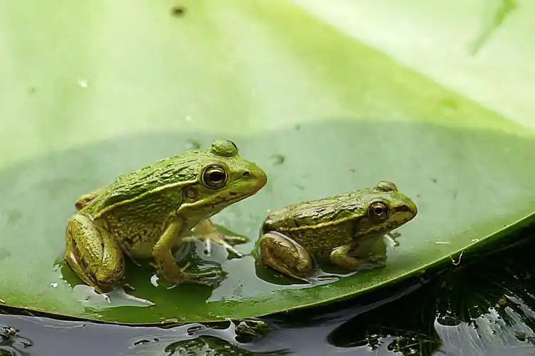 【原摄】荷池精灵:小青蛙