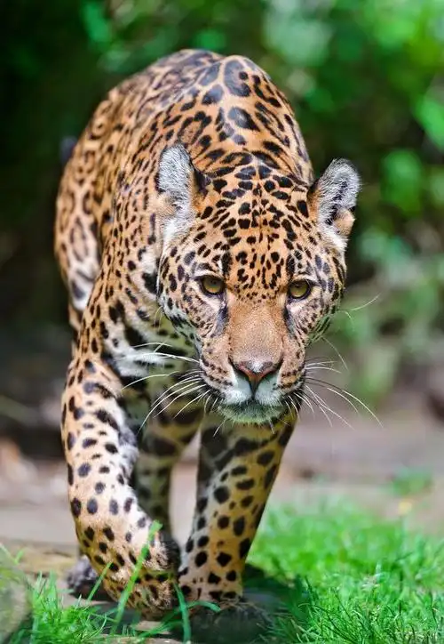 美洲豹(现存第三大的猫科动物)_石塘网