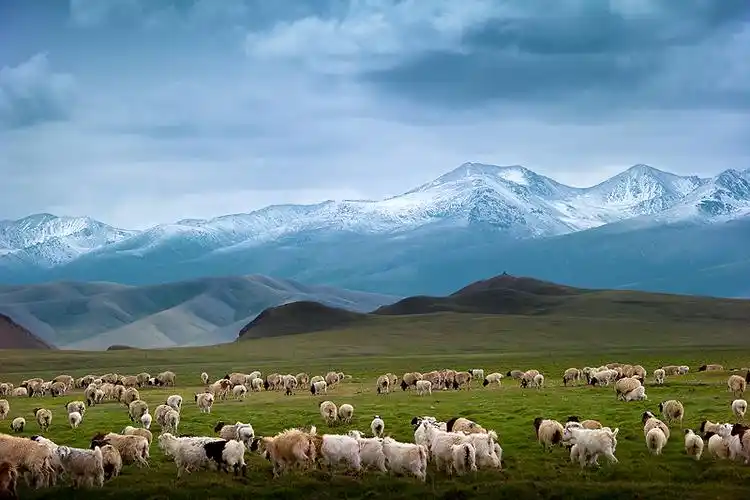 大美新疆,风吹草地现牛羊【摄手作品】_风景_poco摄影,风光,新疆