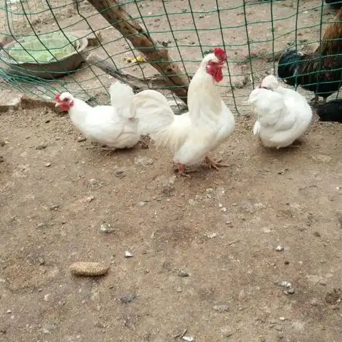 元宝鸡苗多少钱_最新价格_多少钱_真实图片_怎么样 - 惠农网