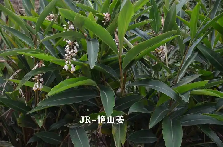 艳山姜观赏食用药用都可以这样的专家团队支持你有需要吗