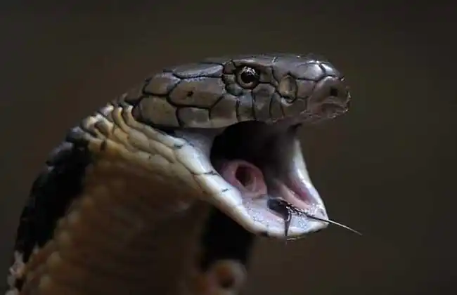 世界十大恐怖动物排行榜(2)