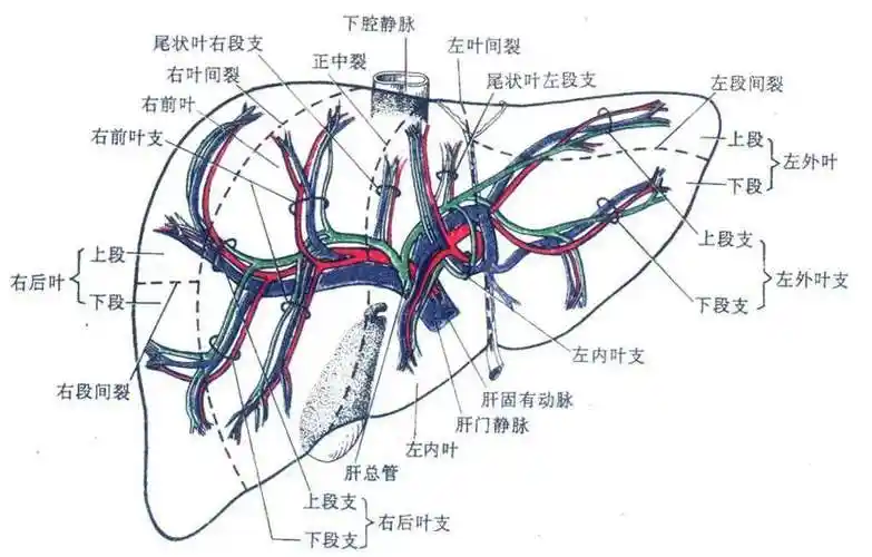 看图认识肝脏 - 好大夫在线