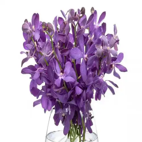 洋兰千代兰,橙黄玫红紫,你喜欢哪一款?