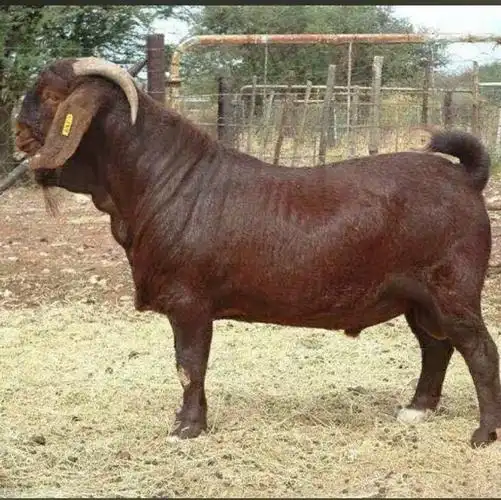 黄金羊活羊努比亚黄山羊活体大耳黄羊波尔山羊怀孕母羊种公羊养殖