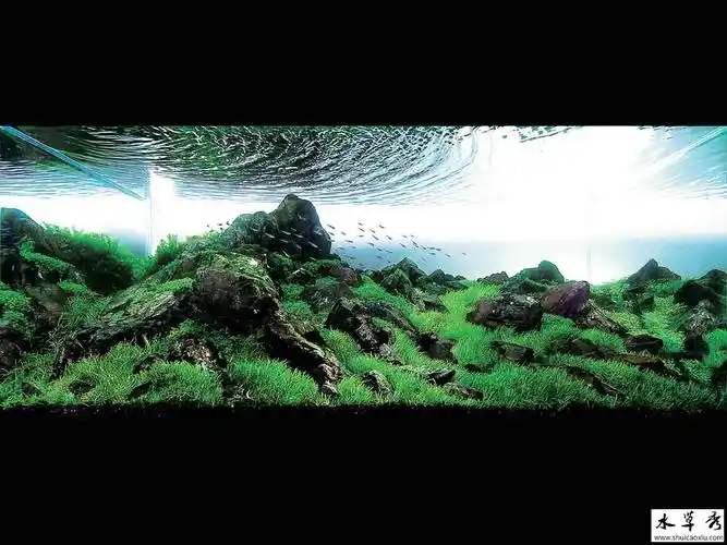 1200900的2011ada世界水草造景大赛获奖作品127