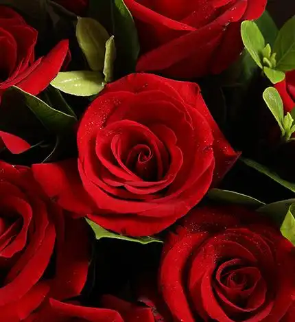 女神玫瑰 / 红玫瑰9枝