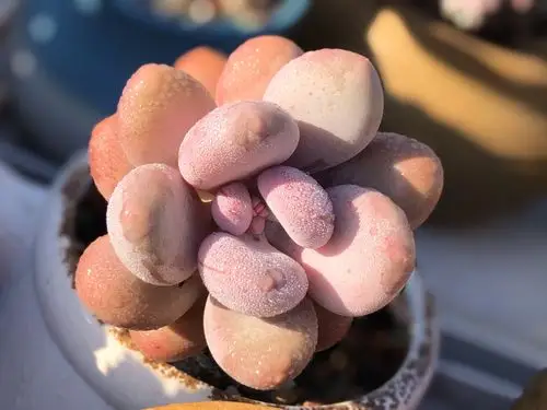 岁末年初,在多肉百科的留言区,体味那份恒久的暖意!