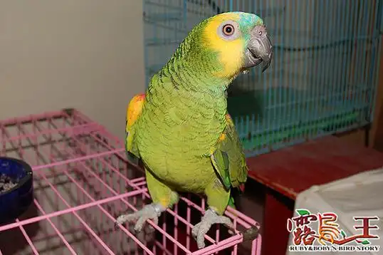 黄翼蓝顶亚马逊鹦鹉