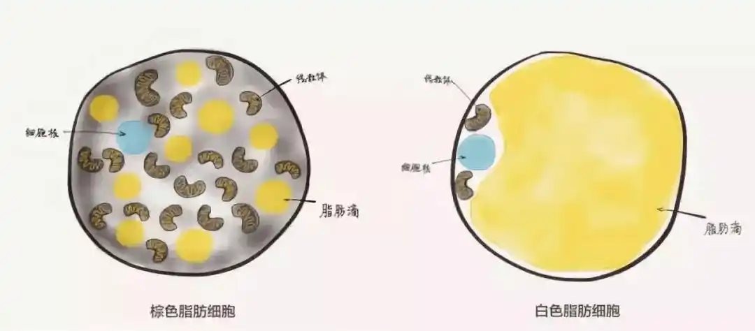 再不跑步就迟了你知道吗冬天才是消耗脂肪的最佳时机
