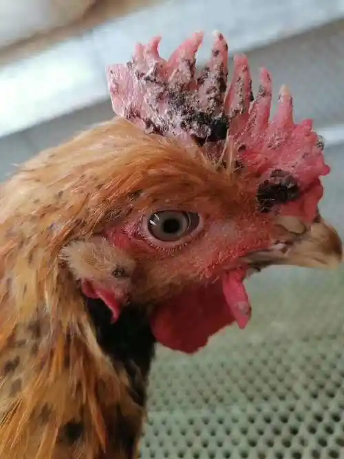 鸡长鸡痘怎么治疗鸡起痘痘怎么治疗鸡长痘痘是什么原因