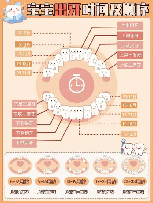 预防龋齿07,从保护宝宝的小乳牙开始～下面分享了一些长牙顺序及