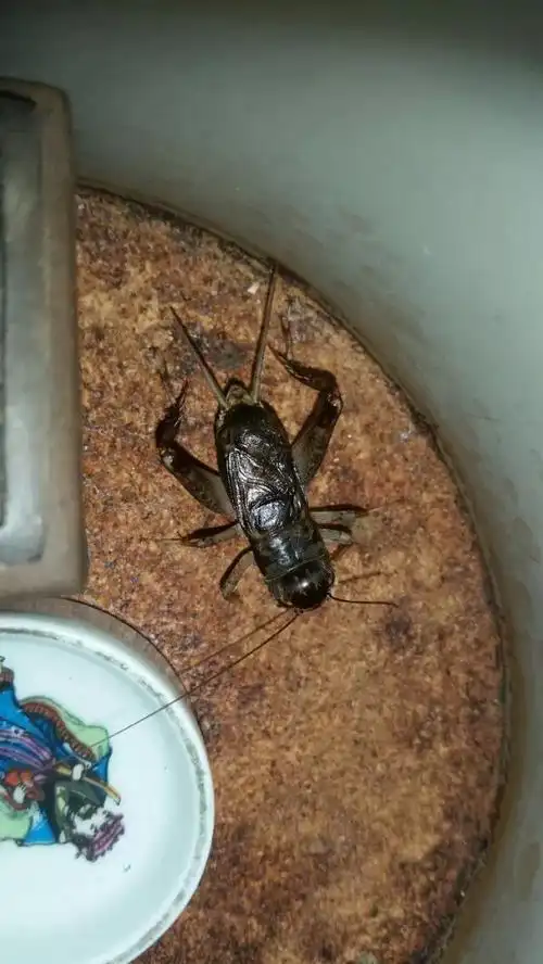 发一条服役中的白虫将军 - 蟋蟀论坛 - 中国蟋蟀网 - powered by